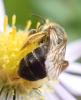 Halictus rubicundus